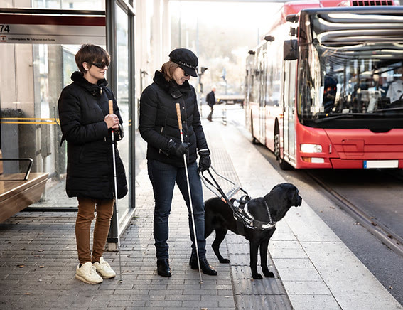 Blind person with a guide dog and a friend waiting for a bus